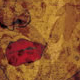 Lung Association